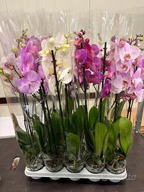100 PIANTE DI ORCHIDEE  PHALAENOPSIS 5 + 1   