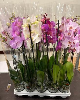 100 PIANTE DI ORCHIDEE  PHALAENOPSIS 5 + 1   