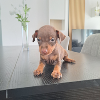 Pinscher cuccioli