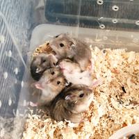 Criceti russi, criceti dorati