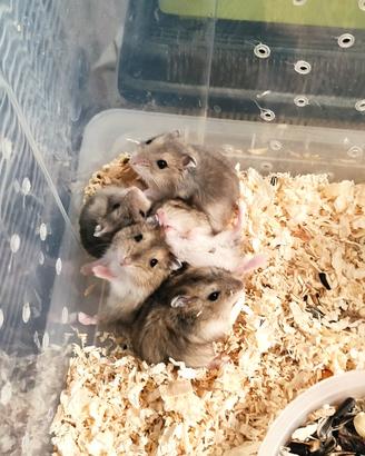 Criceti russi, criceti dorati