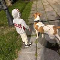 Cucciolo di cane