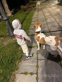 Cucciolo di cane