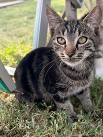 Gattini da adottare gratuitamente a Castel Guelfo