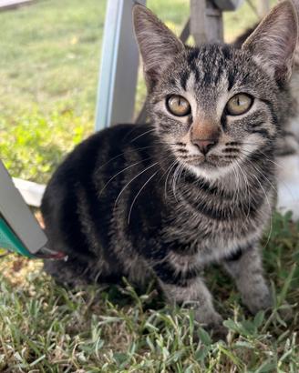 Gattini da adottare gratuitamente a Castel Guelfo