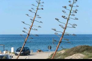 Casa di fronte al mare- Platamona