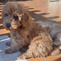 Barboncini red/albicocca