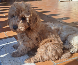 Barboncini red/albicocca