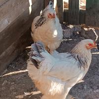 Galline brahma