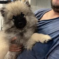 Maschio Wolfspitz- Keeshond