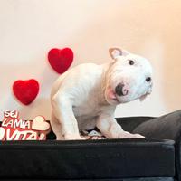 Bull terrier miniature