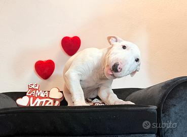 Bull terrier miniature