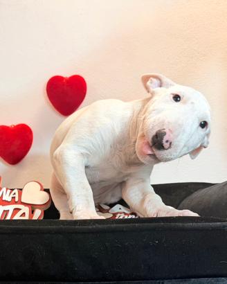 Bull terrier miniature