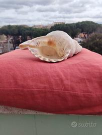 Conchiglia sonora grande 5 note