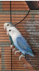 Inseparabili 