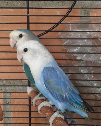 Inseparabili 