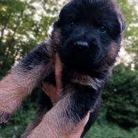 Cuccioli di pastore tedesco taglia gigante