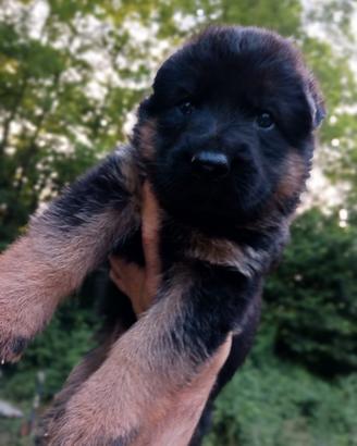 Cuccioli di pastore tedesco taglia gigante