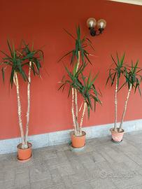 Tronchetto della felicità