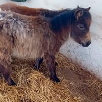 Pony femmina
