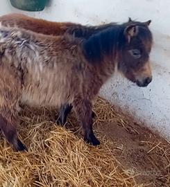 Pony femmina