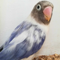 Insep mascherato maschio pezzato viola