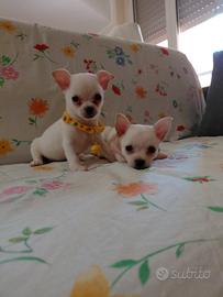 Chihuahua Bianco