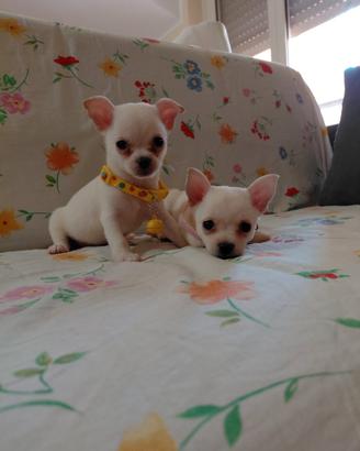 Chihuahua Bianco