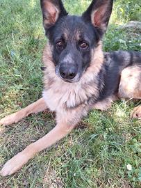 Simil Pastore Tedesco giovane disponibile