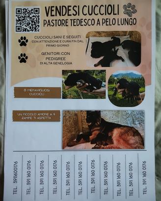 Vendita cuccioli