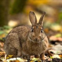 Conigli selvatici