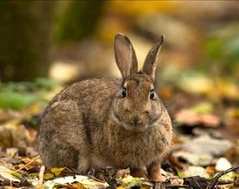 Conigli selvatici