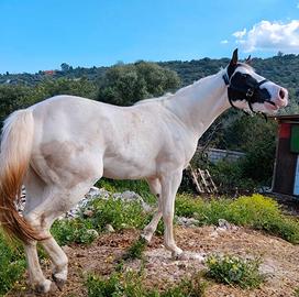 Cavallo paint horse