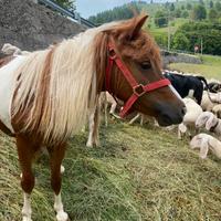 Pony femmina GRAVIDA di 6 anni