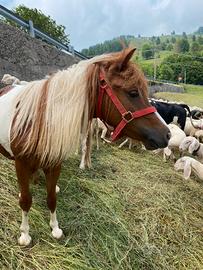 Pony femmina GRAVIDA di 6 anni