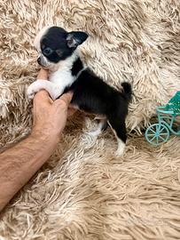 Chihuahua maschietto pelo lungo