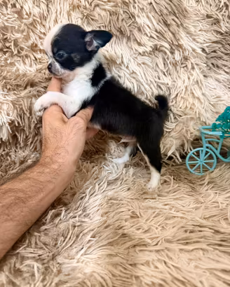 Chihuahua maschietto pelo lungo