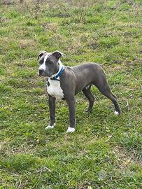American Terrier (Amstaff) Monta