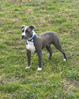 American Terrier (Amstaff) Monta