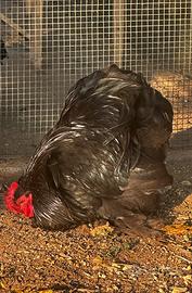 Galline