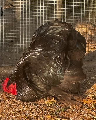 Galline