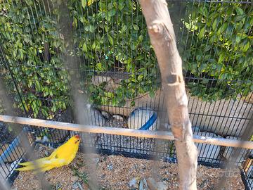 Femmina kakariki riproduttiva