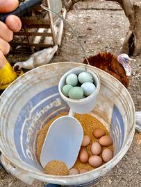 U O VA Araucana Marans