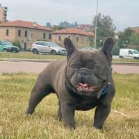 Bulldog francese monta