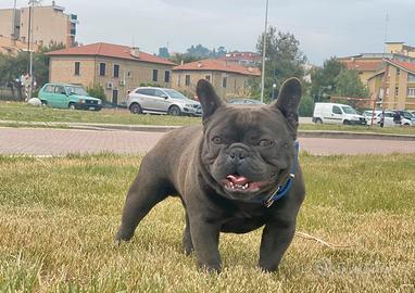 Bulldog francese monta