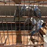 Cocorite bf e bw portatori faccia e ala nera