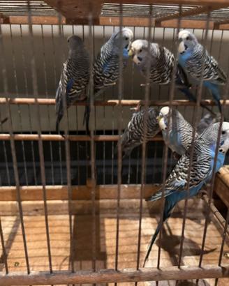 Cocorite bf e bw portatori faccia e ala nera