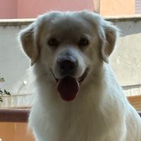 Cane Pastore Abruzzese