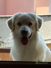 Cane Pastore Abruzzese