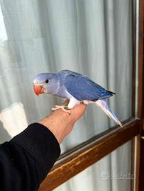 Parrochetto dal collare